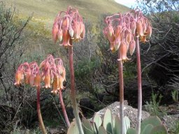 Cotyledon orbiculata var. oblonga